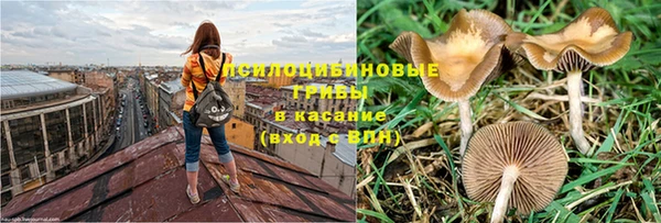 шишки Абаза